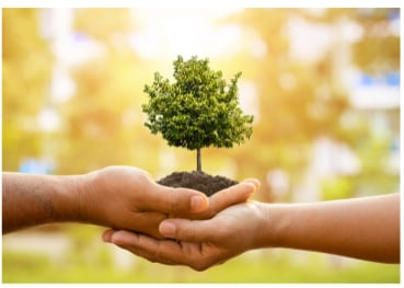 Hands holding a small tree representing reforestation and environmental effort